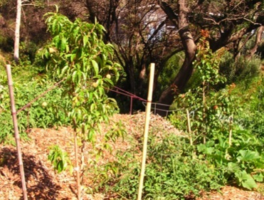 Food forest