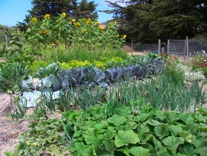 permaculture garden